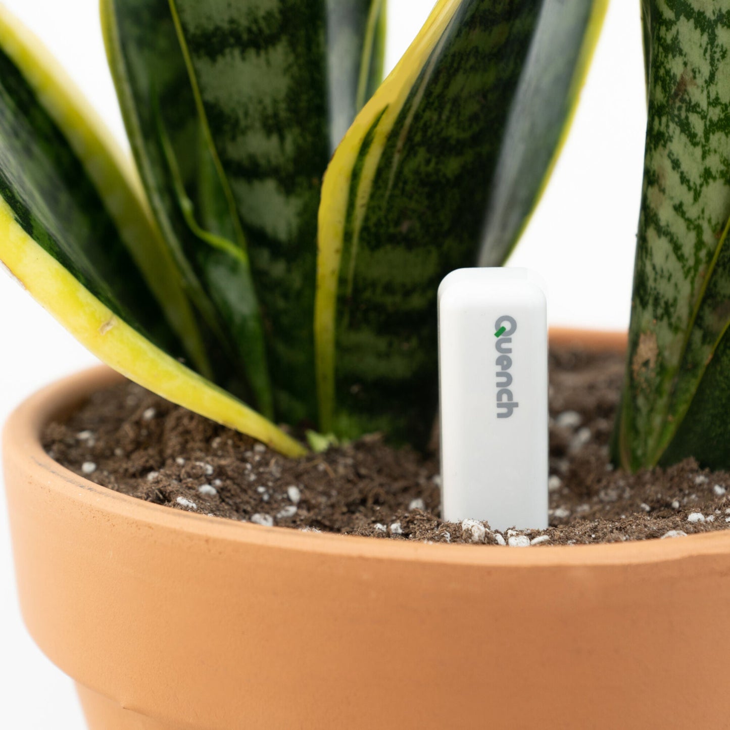 Quench - 2 pack, Large